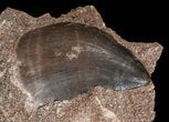 Mosasaur (Prognathodon) Tooth In Rock #70471-1